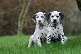 DALMATIEN 473